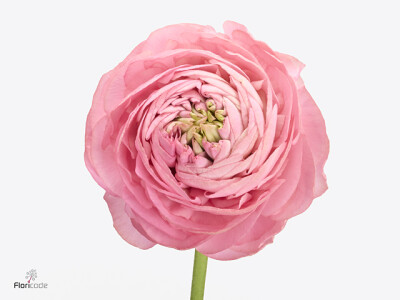 Ranunculus asiaticus Supreme Pink
