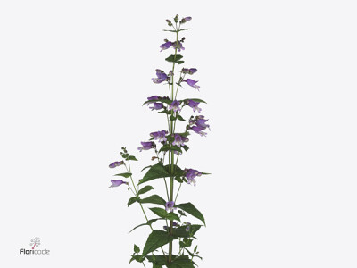 Penstemon digitalis 'Suja''