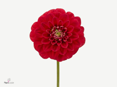 Dahlia (Decorative Grp) 'Robert Special'