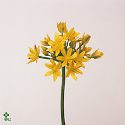 Allium moly 'Jeannine'