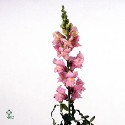 Antirrhinum majus 'Maryland True Pink'