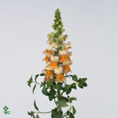Antirrhinum majus 'Avignon Apricot'