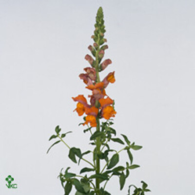 Antirrhinum majus 'Costa Orange'