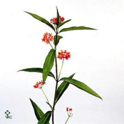 Asclepias curassavica 'Serenade'