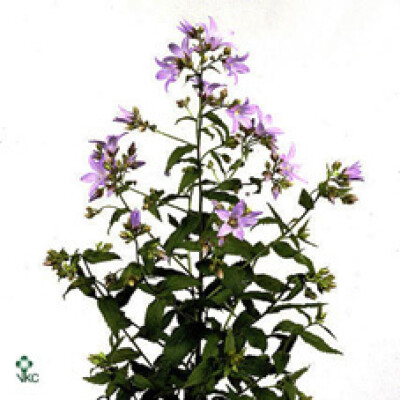 Campanula lactiflora 'Prichard's Variety'