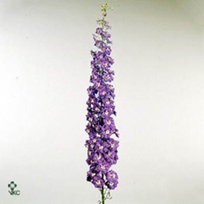 Delphinium dubbelbloemig (Elatum Grp) Purple Arrow