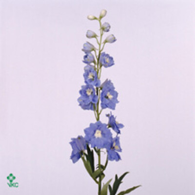 Delphinium dubbelbloemig (Elatum Grp) 'Centurion Skyblue'