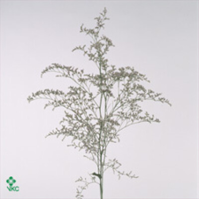 Limonium 'Supreme Bluenight'