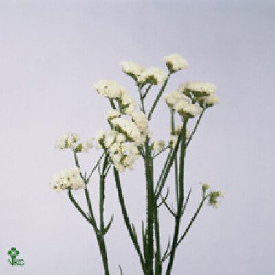 Limonium sinuatum 'Crystal White'