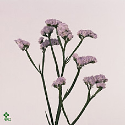 Limonium sinuatum Donau Birds