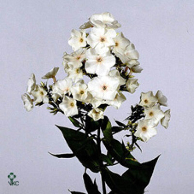 Phlox (Paniculata Grp) 'Popeye'