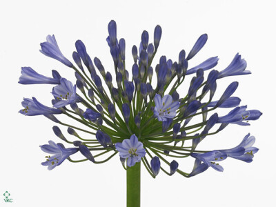 Agapanthus (Funnel Grp) 'Blue Heaven'
