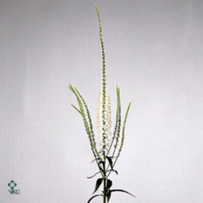 Veronicastrum virginicum 'Album'