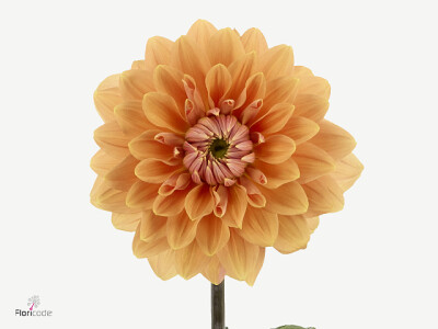 Dahlia (Decorative Grp) Dazz Jolien