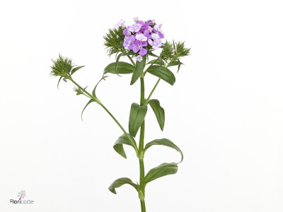 Dianthus barbatus Amazon Purple Magic