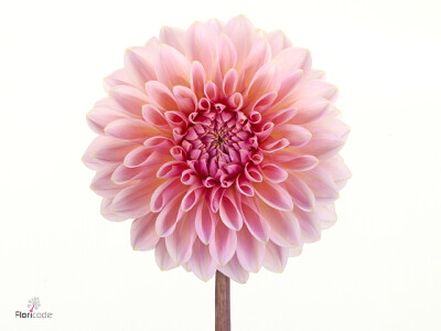 Dahlia (Decorative Grp) 'Beauty Queen'