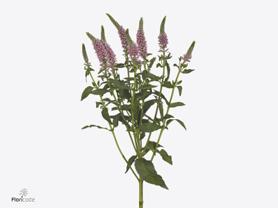 Veronica longifolia Skyler Splash Pink