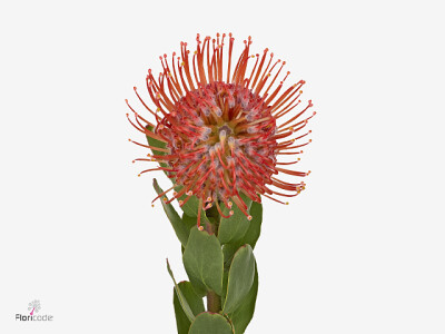 Leucospermum Ayoba Red Pepper