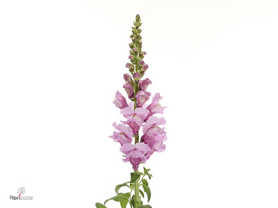 Antirrhinum majus Avignon Lavender