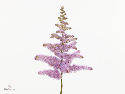 Astilbe chinensis 'Heart and Soul'