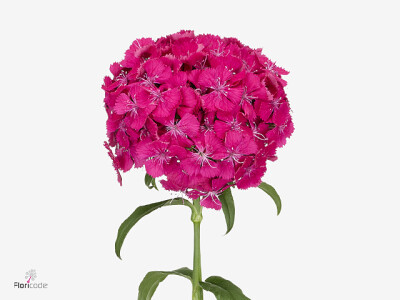 Dianthus barbatus Thor Breanthus