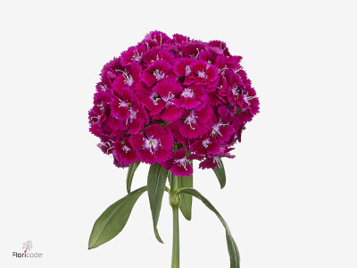 Dianthus barbatus Calipha Breanthus