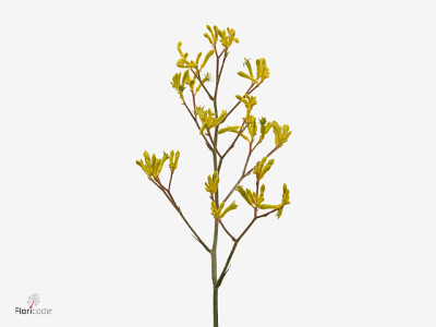 Anigozanthos Yindi