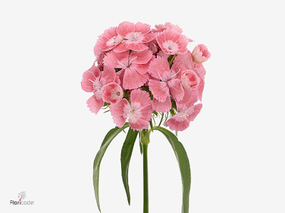 Dianthus barbatus Kico Coral