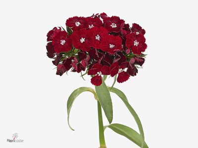 Dianthus barbatus Kico Plum