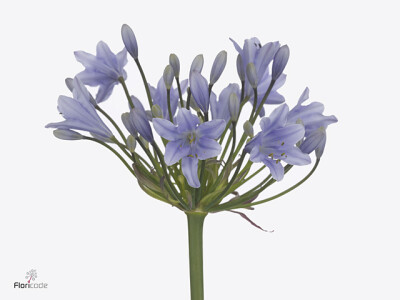 Agapanthus (Funnel Grp) Eyfori Light Blue