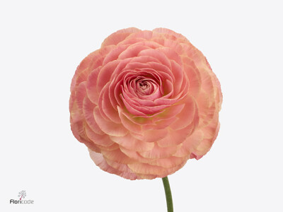 Ranunculus asiaticus Romance Buzet