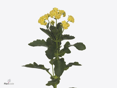 Kalanchoe blossfeldiana Diamond Lemon