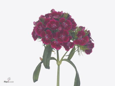 Dianthus barbatus Kiwi Dark Red