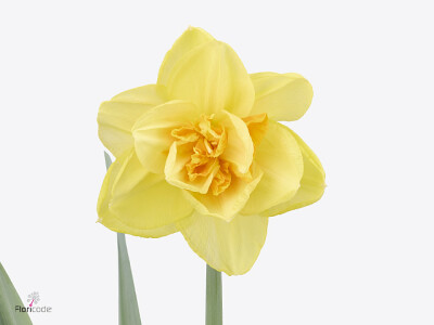 Narcissus dubbelbloemig (Double Grp) Peony Narcissus Sunheat