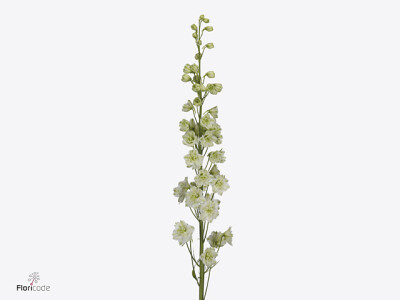 Delphinium (Elatum Grp) 'Kissi White Kermit'