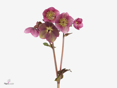 Helleborus Frostkiss Rhythm Pink