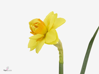 Narcissus dubbelbloemig (Double Grp) Peony Narcissus Dolce Vita