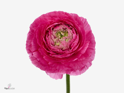 Ranunculus asiaticus Romance Etretat