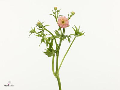 Ranunculus Natura Moderna Aurora