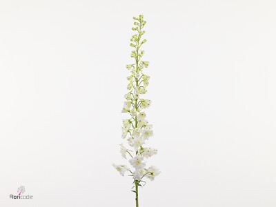 Delphinium dubbelbloemig (Elatum Grp) Paramo Full Moon
