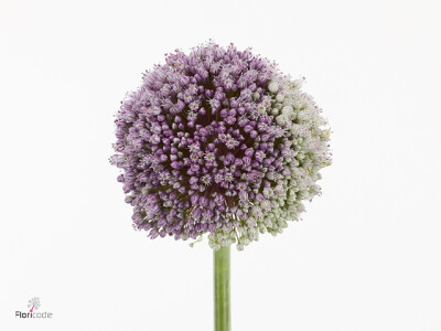 Allium 'Mrs Bouquet'