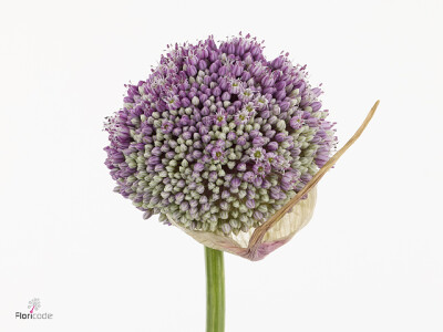 Allium 'Summer Star'