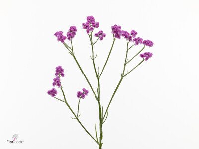 Limonium sinuatum 'Rose Wine'