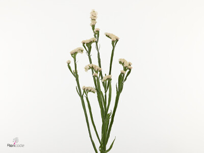 Limonium sinuatum 'Desert'
