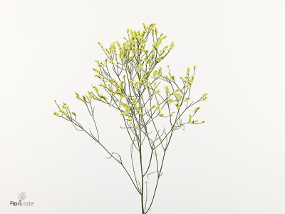 Limonium sinense 'Bliss Yellow'