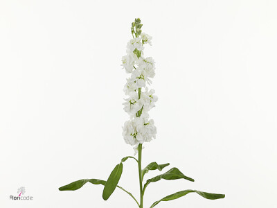 Matthiola incana Coselja White