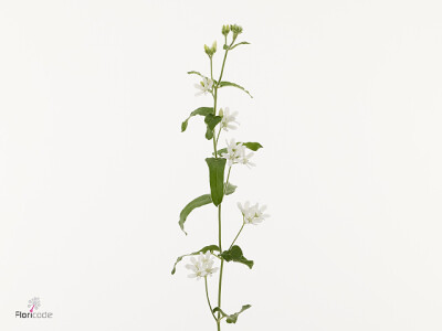 Oxypetalum coeruleum 'Tweedy White'