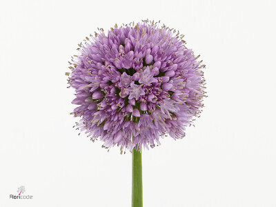 Allium 'Krystyna'