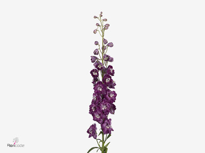 Delphinium (Elatum Grp) Amor Red Wine