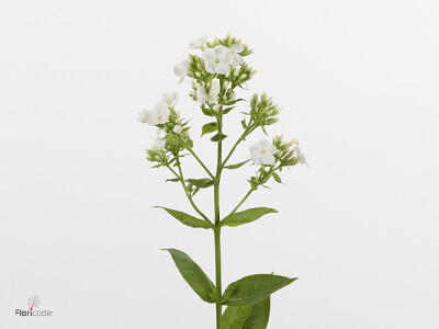 Phlox (Paniculata Grp) 'Gogo White'